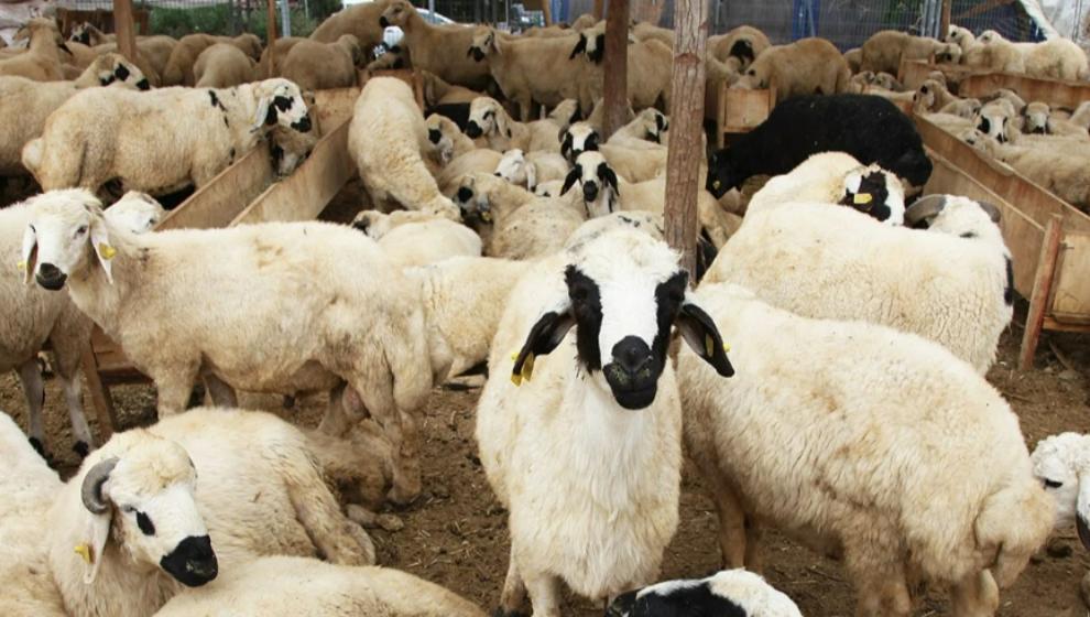 Kurbanlık fiyatları 12 ila 23 bin lira arasında değişiyor