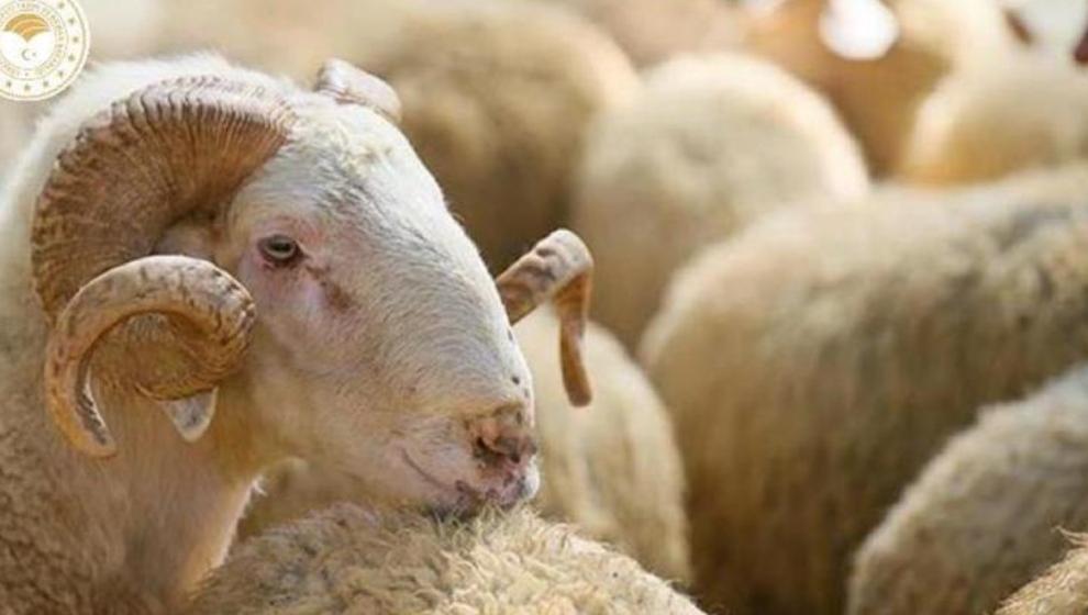 Vekaletle kurban ne kadar? Müftülük açıkladı!