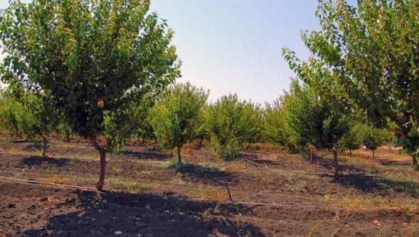 Çiftçi Malatya'da can çekişiyor, yetkililer bakıyor!