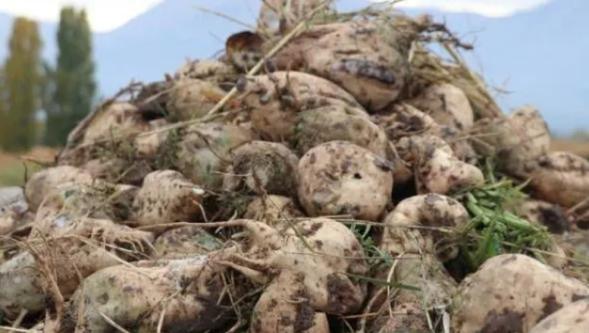Şekerin çürümesini engelliyor! Malatya 50 ton alacak!