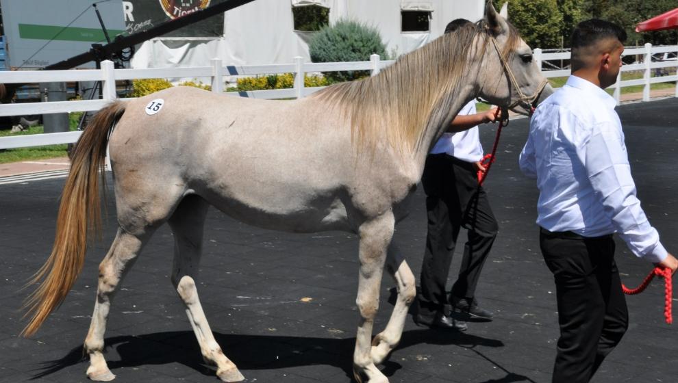 Sultansuyu’nda yetişen taylar satıldı