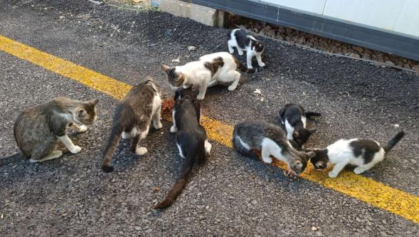 Malatya'da kedi ölümlerinin araştırılması gerekiyor