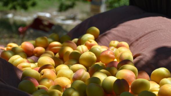 Malatya'da zirai don ödemeleri başladı