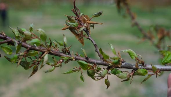 Malatyalı üreticiye zirai don ödemeleri haftaya başlıyor