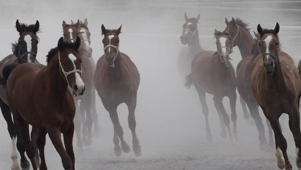 Sultansuyu 15 Elit tayını satacak! İşte satışa sunulacak taylar…