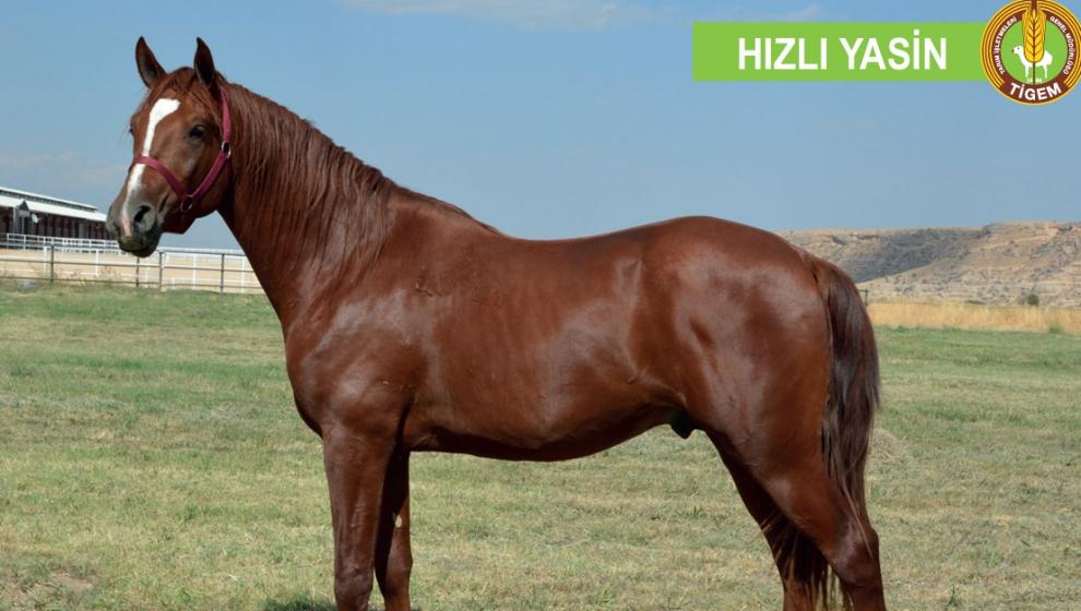 Hızlı Yasin 10,5 milyona satıldı!