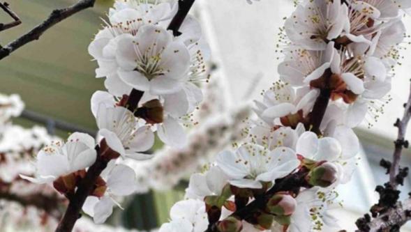 Malatyalı kayısı üreticisinin hesabına paraları aktarıldı!