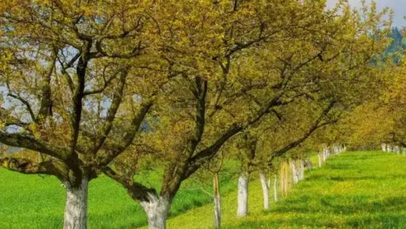 Kayısı bahçelerinde ilkbahar mücadelesi için duyuru yayımlandı!